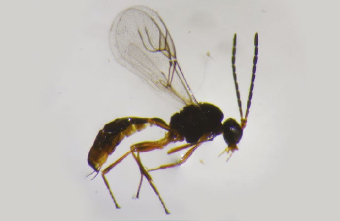 Hyménoptères parasitoïdes adulte