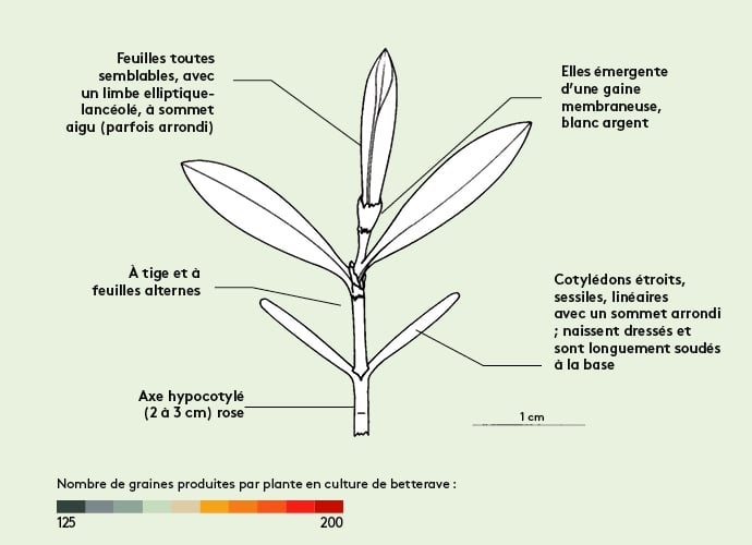 Qu'est-ce que la renouée des oiseaux