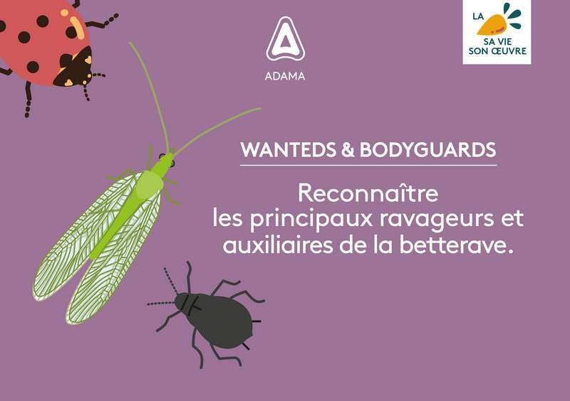 A5-Livre-blanc-Insectes-couverture_800