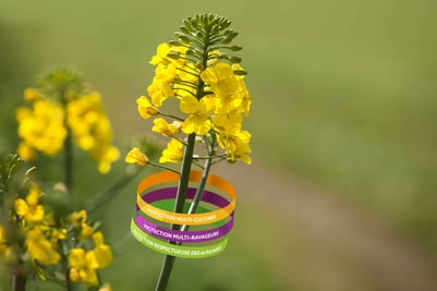 ARTICLE méligèthe 50ko