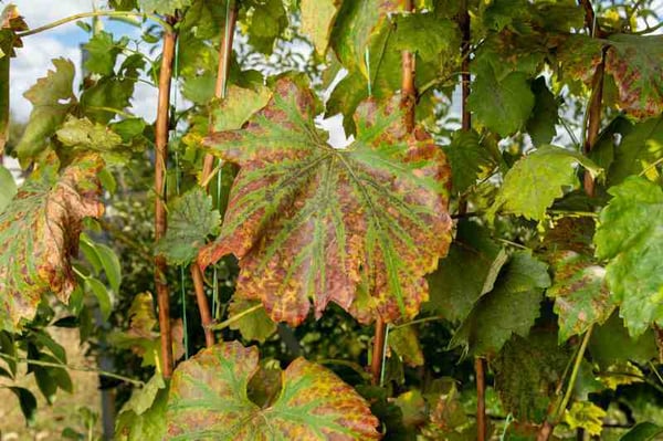 AdobeStock_252771251_ESCA_Vigne