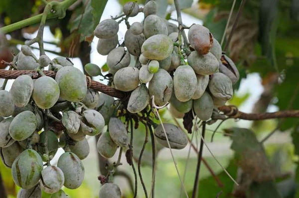 AdobeStock_298087705_Oidium_Vigne