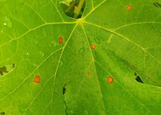 BlackRot_vigne_feuille