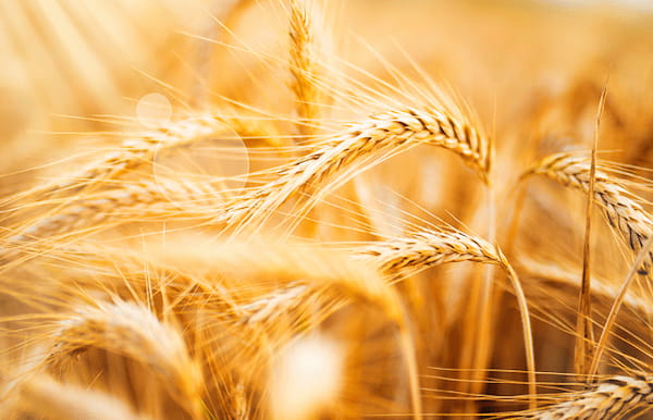 Désherbage durable du blé