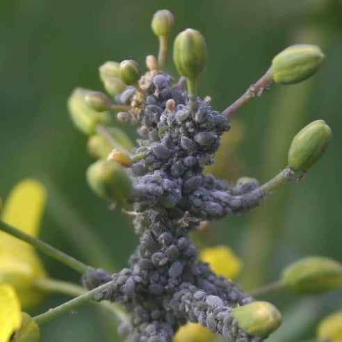 Colza méligethes puceronscendres_800x800