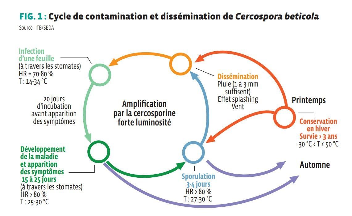 Cycle_contamination_dissémination Cercospora_beticola