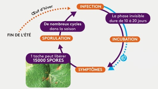 Cycle_developpement_Mildiou_schéma