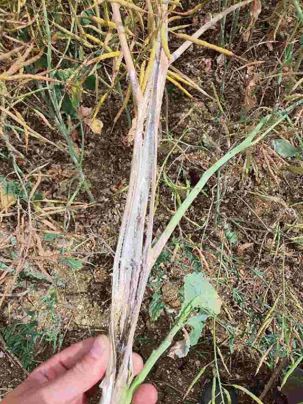 FR20FEBRSNN300B_sclerotinia_colza_3_BD