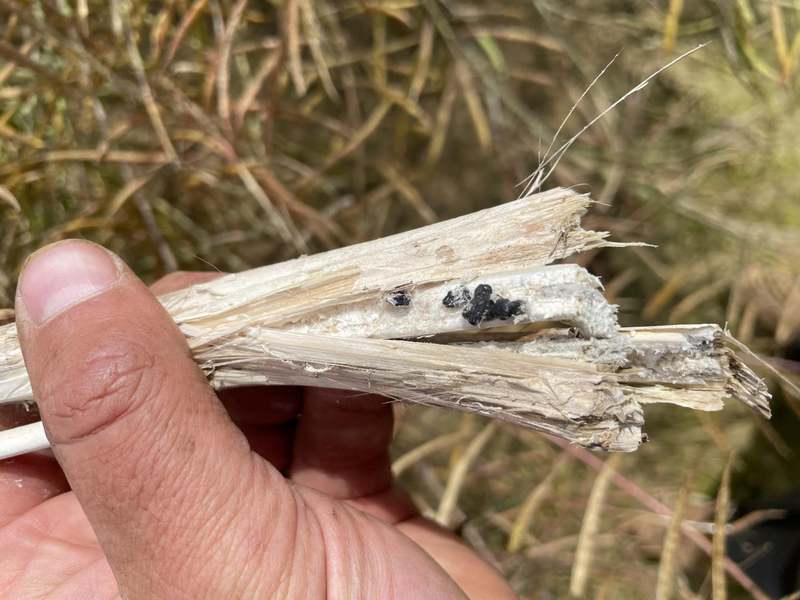 FR22FEBRSNN320A_sclerotinia_colza_5_BD