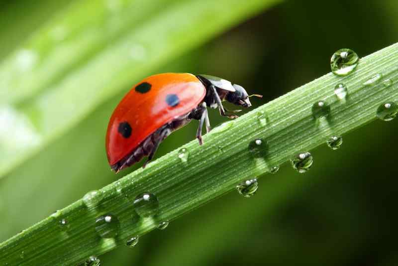 Fotolia_15366305_Coccinelle_800x530