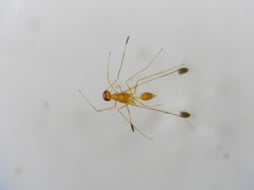 Hymenoptère Mymaridae SOurce Entomo