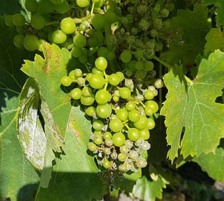 Mildiou_sur_grappes_de_vigne_600
