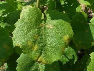Mildiou_vigne_feuille_600