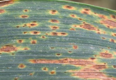 Orge_helminthosporiose1