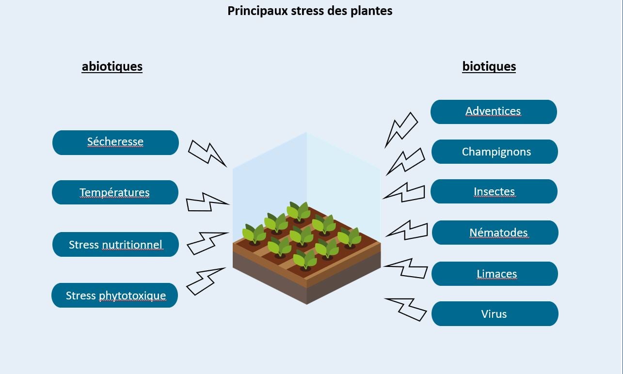 Principaux stress des plantes
