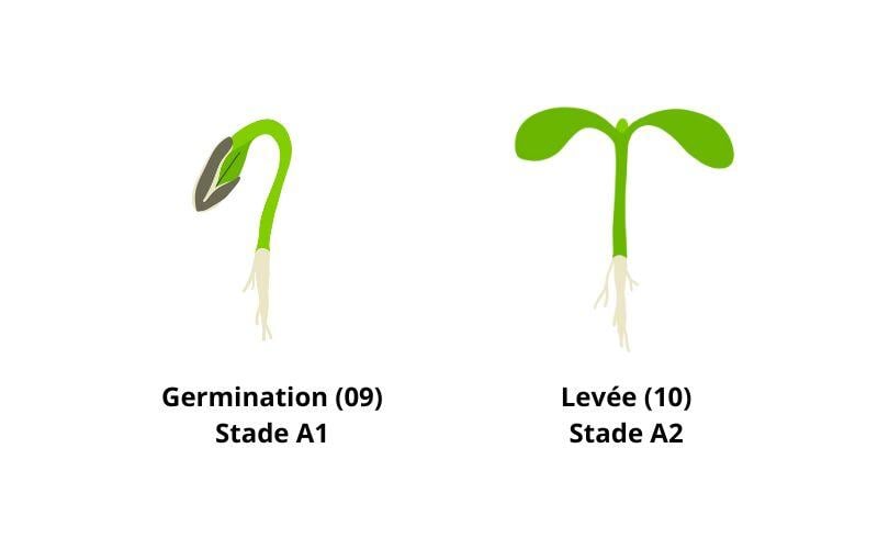 Stade tournesol connaitre les phases de croissance pour optimiser sa — free download