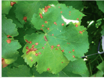 Symptomes de black rot sur feuilles de vigne