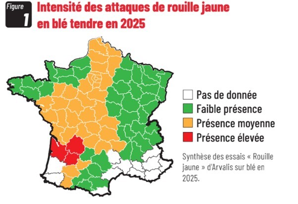 Synthèse des essais rouille jaune arvalis blé 2025