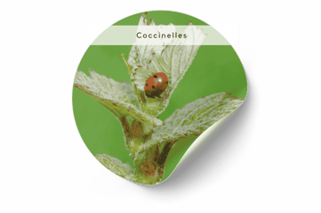 VISUEL Coccinelle 50KO