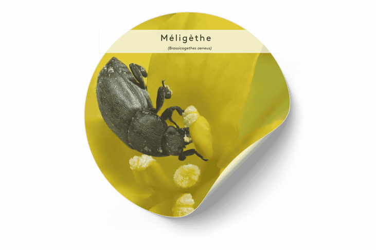 VISUEL Méligèthe (Brassicogethes aeneus) 50KO