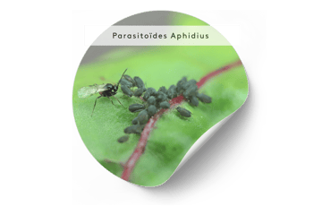 VISUEL Parasitoïdes Aphidius  50KO