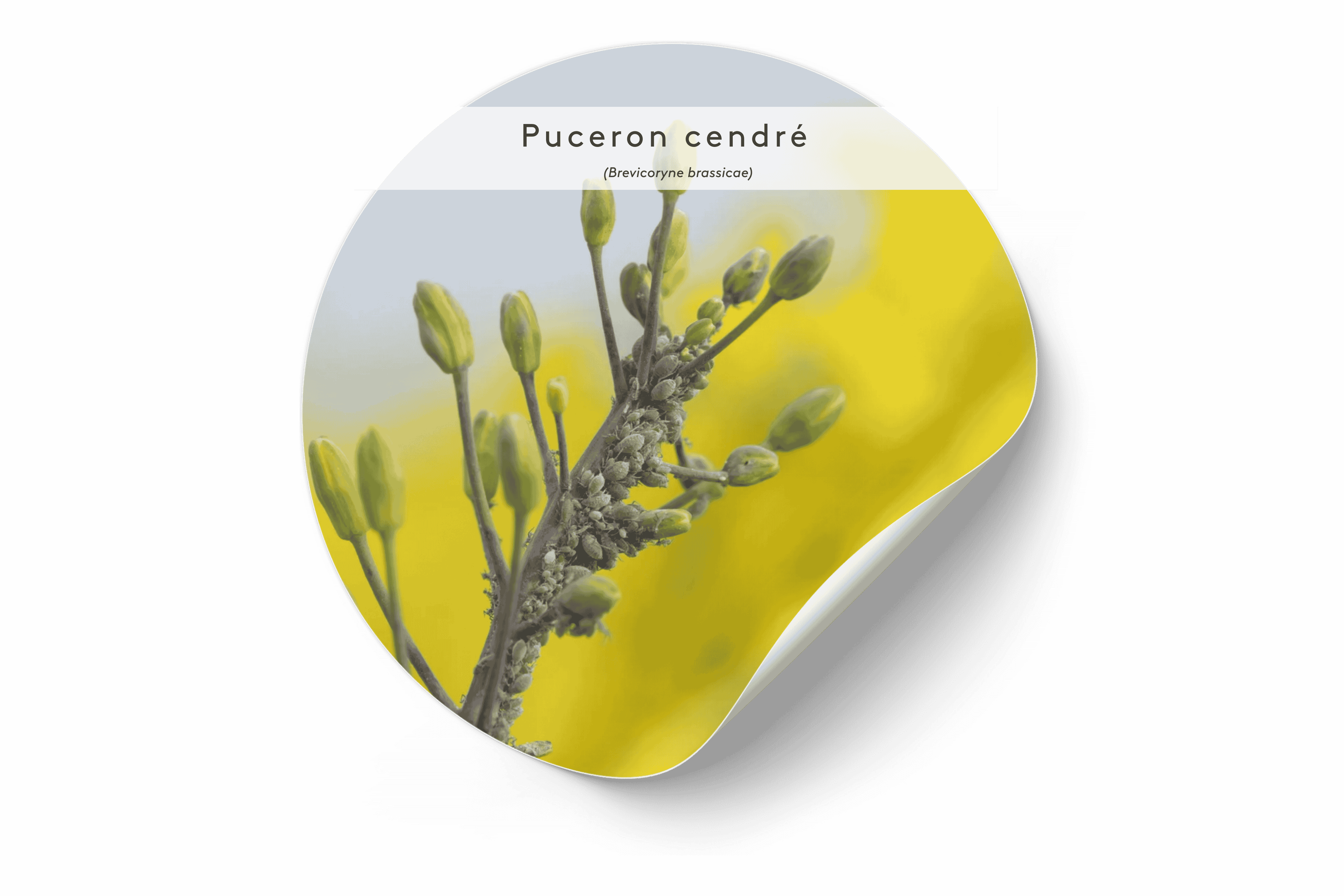 VISUEL Puceron cendré (Brevicoryne brassicae) 50KO