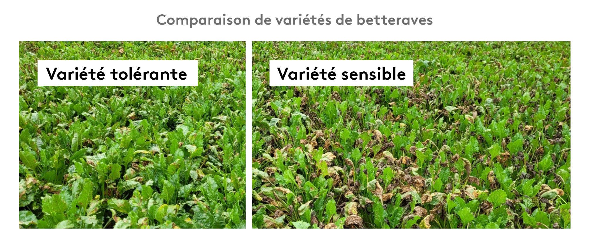 Vari Name Cercosporiose 2023 - Bilan de la campagne betteraves