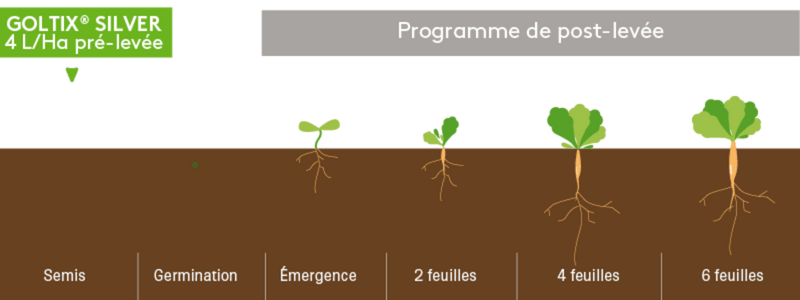 article-Goltix-Silver-programme-post-levee 50KO