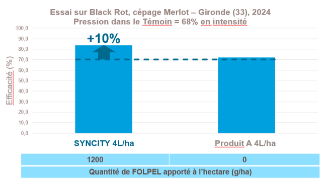 blackRot