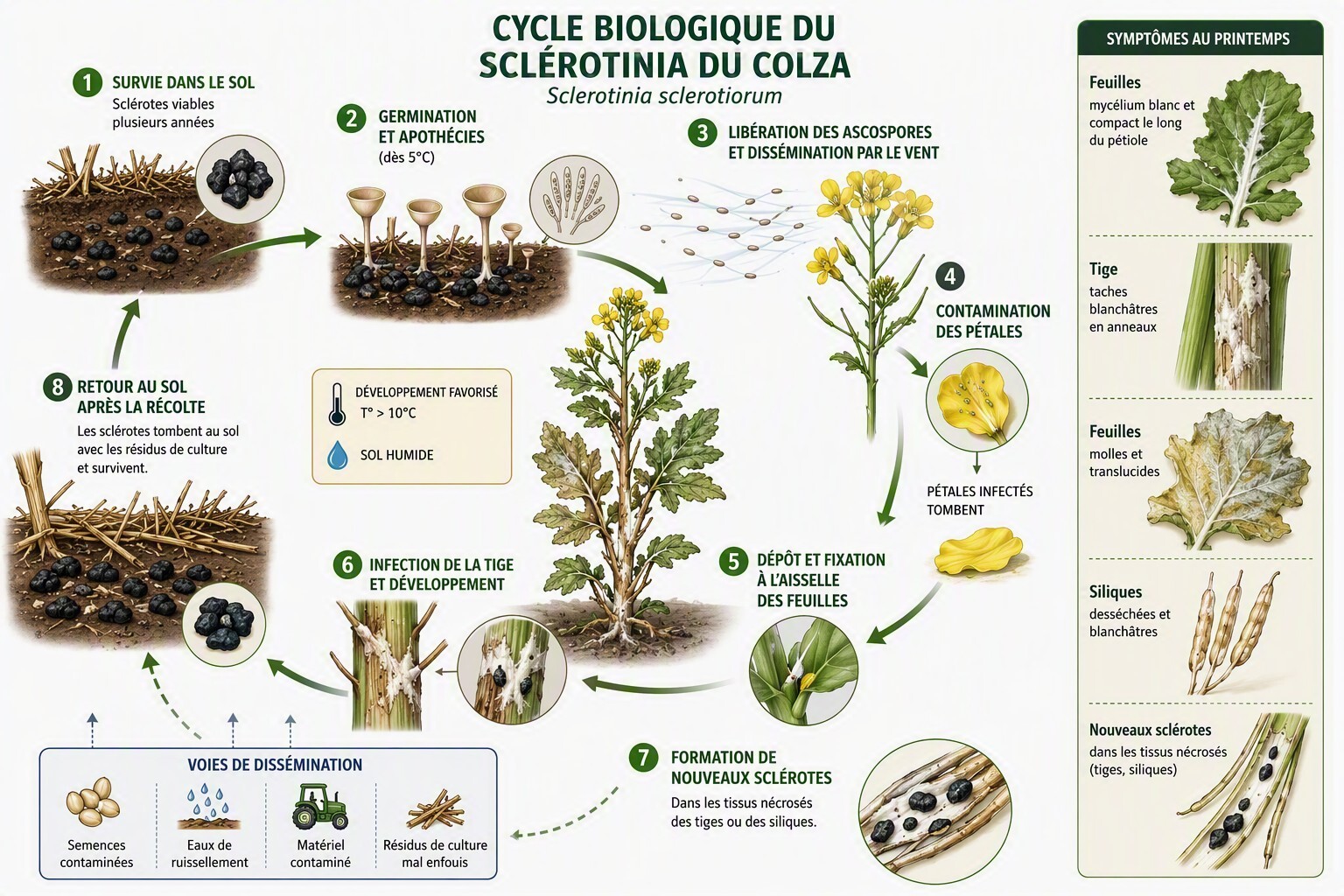 illustration cycle sclérotinia du colza