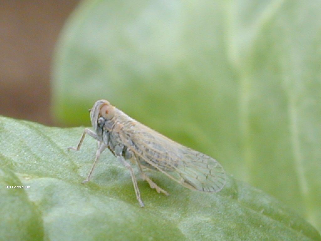 pentastiridius_adultes_et_larves